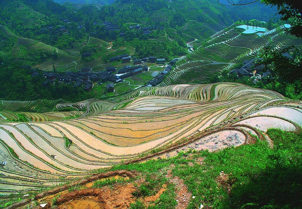 龙胜梯田 摄影 shenjizhang