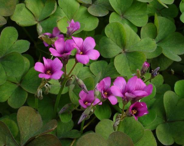 红花酢浆草 摄影 青花瓷