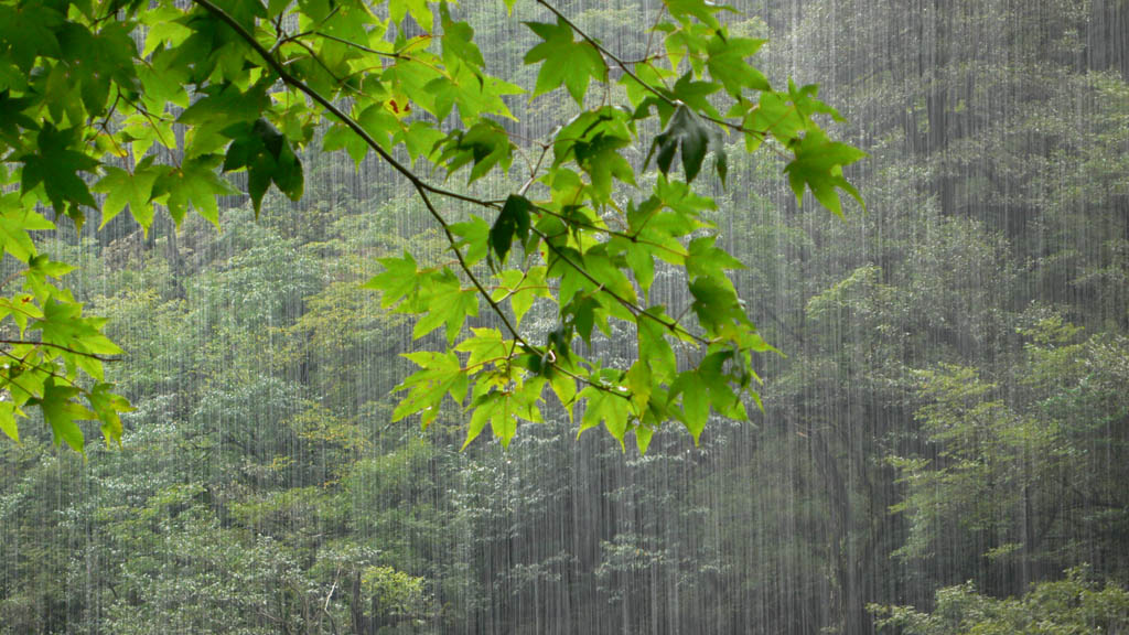 绿叶对雨的情意 摄影 山川伴影