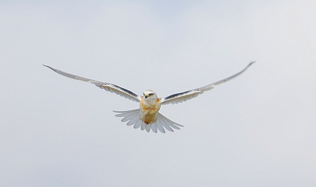 黑肩鸢 (black shoulder kite) 摄影 zrphoto