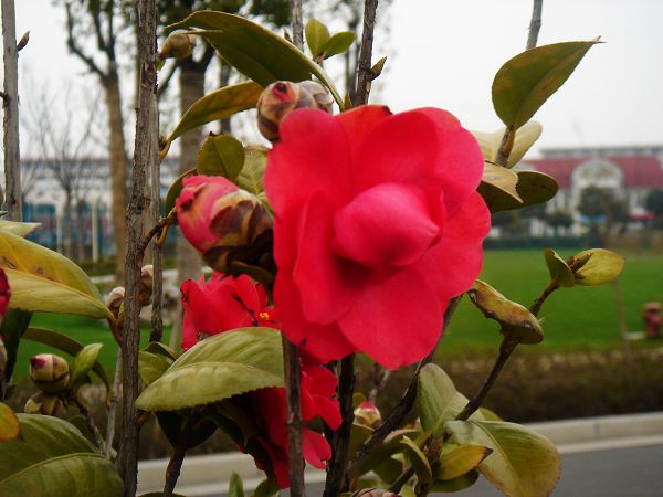 这是什么花 摄影 再见千岁