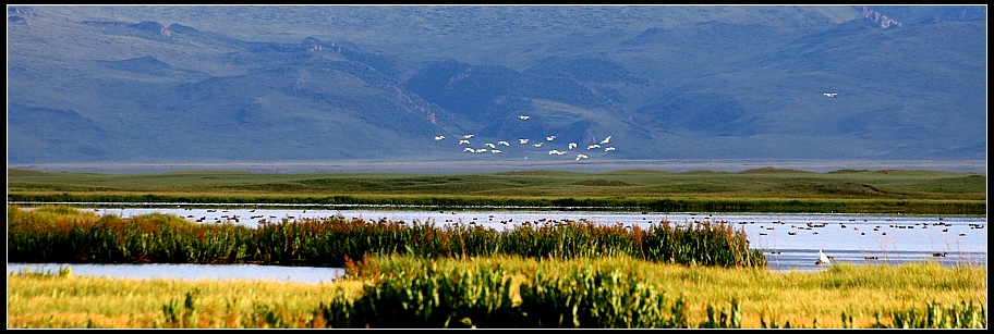 天鹅湖 摄影 lake