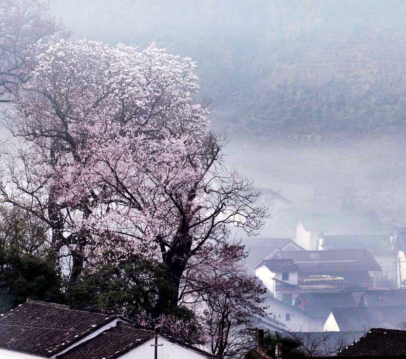 江南春早 摄影 海蛎子