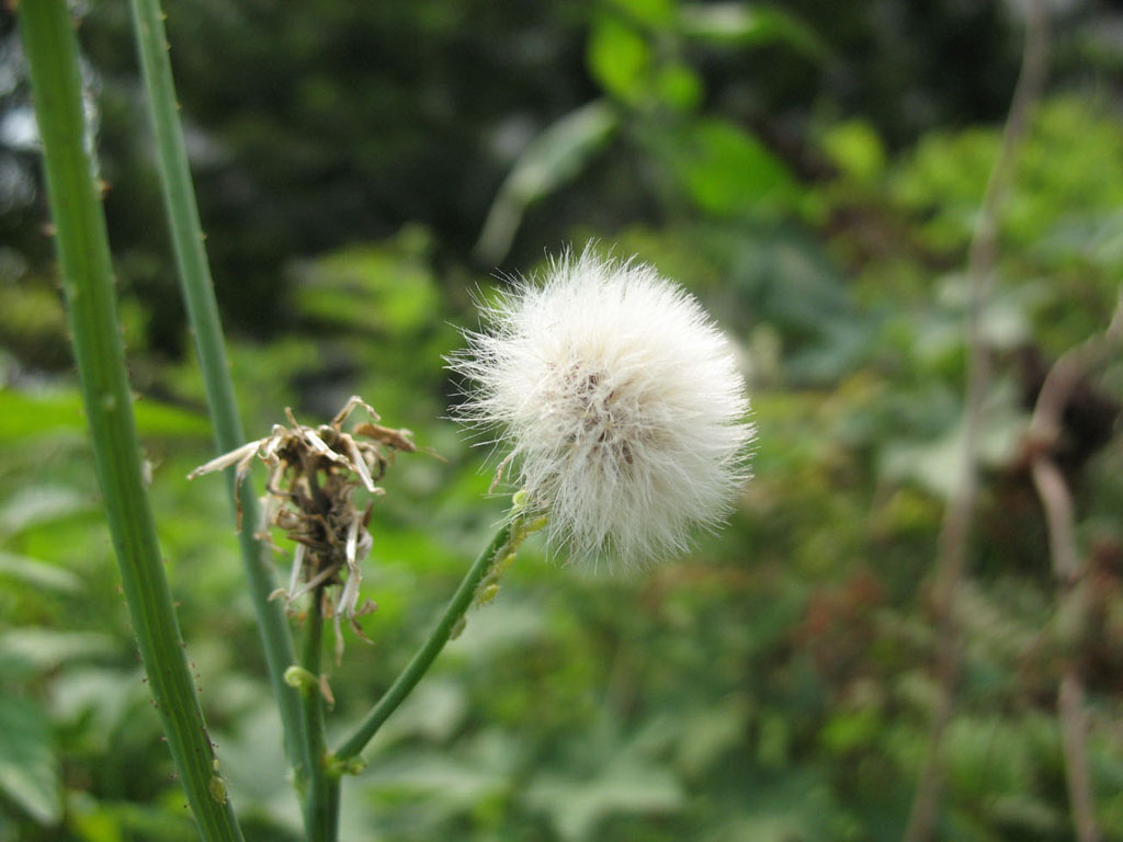 花品 品花 摄影 赵东阳