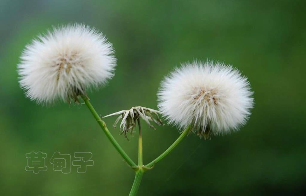 风华正茂 摄影 草甸子