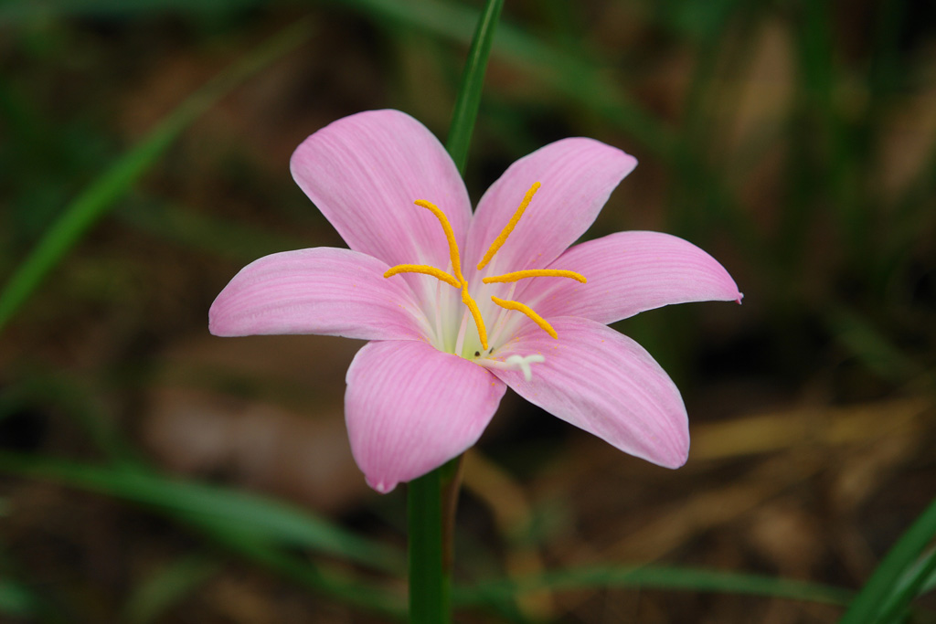 路边野草花 摄影 小Q