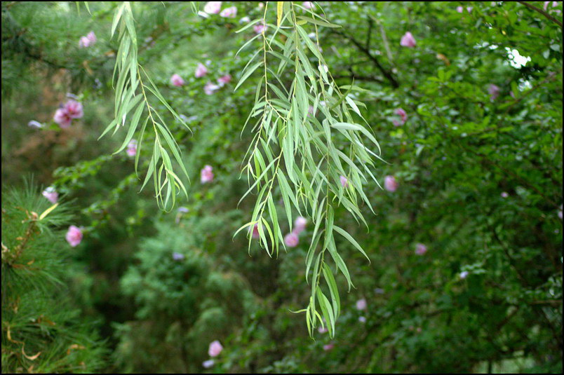 夏日柳枝 摄影 雨宸