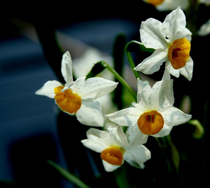 水仙花 摄影 梅花