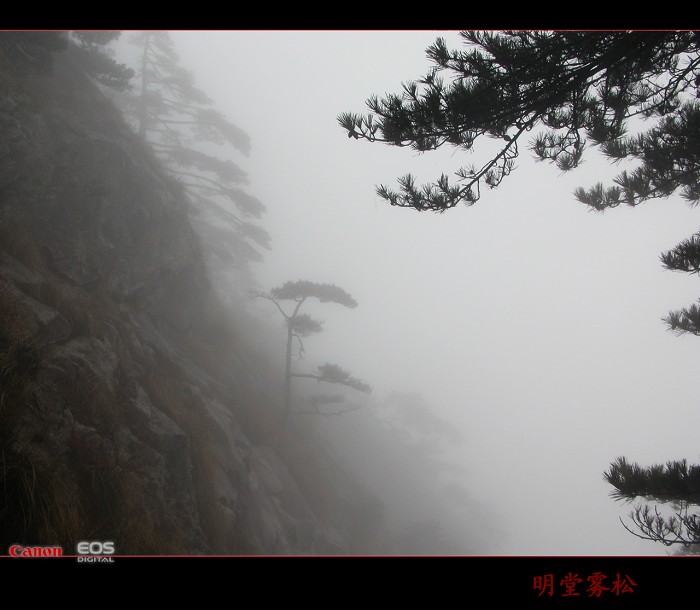 明堂山雾松 摄影 峰舞九天