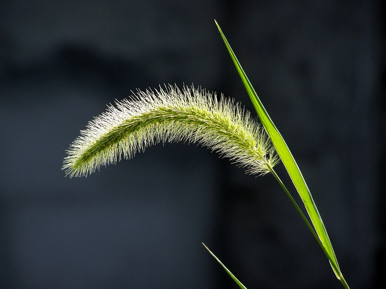 稗草 摄影 红岩上