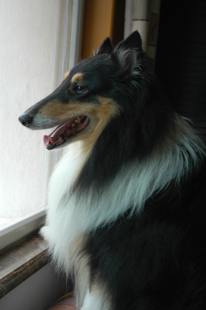 犬神贯注 摄影 一莲幽梦