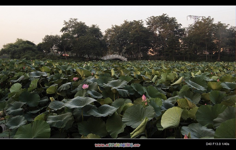 荷花池 摄影 乷蘿雙树圓