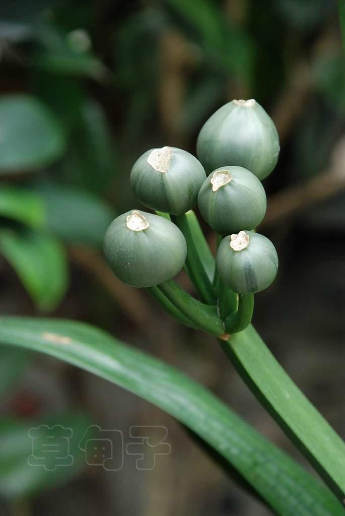 君子遗产 摄影 草甸子