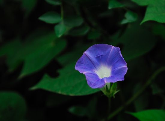 喇叭花 摄影 在雨中878