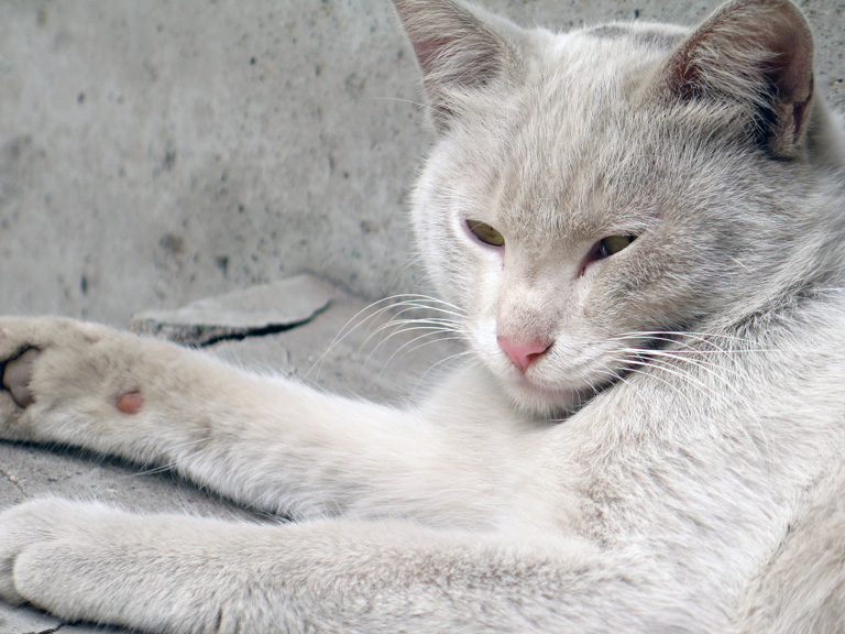 猫如女人 摄影 高兴