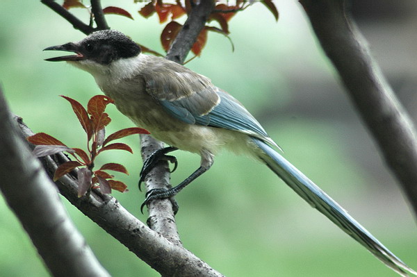 DSC_0755 摄影 yemolangzi