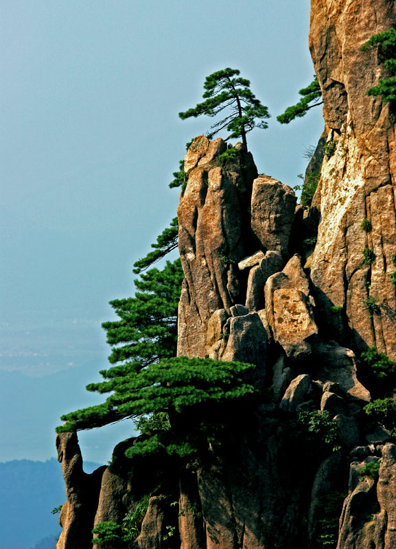 黄山不老松 摄影 金金