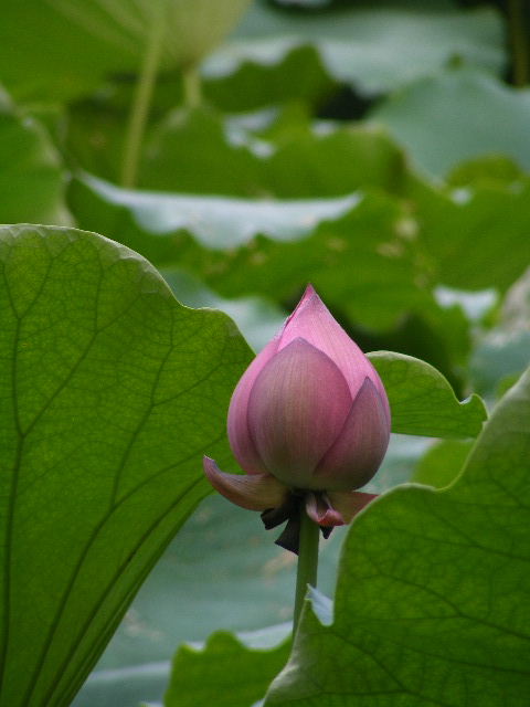 早晨的荷花. 摄影 rabbityoung