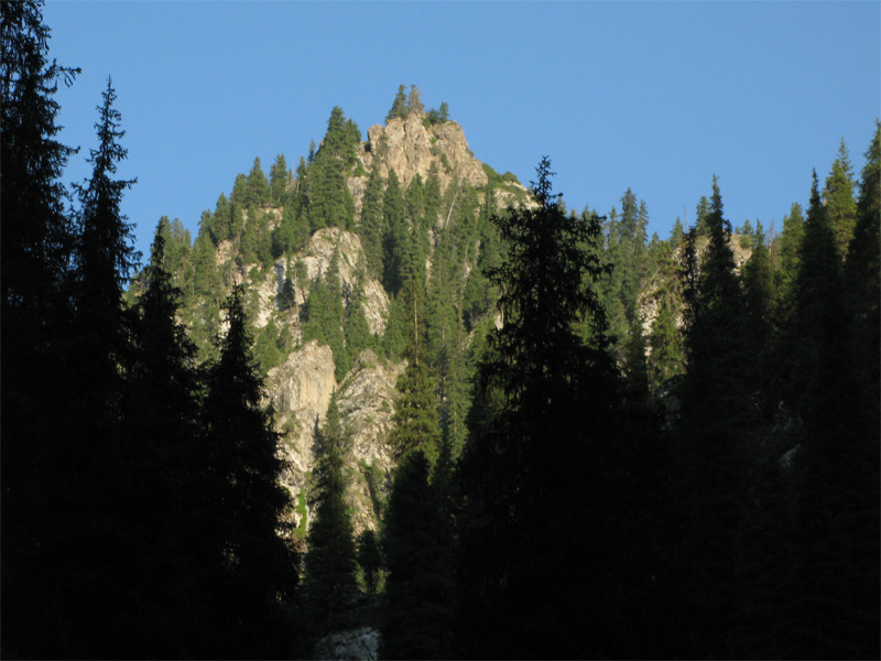 那山、那树 摄影 草根