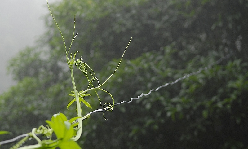 雨后 摄影 呈现