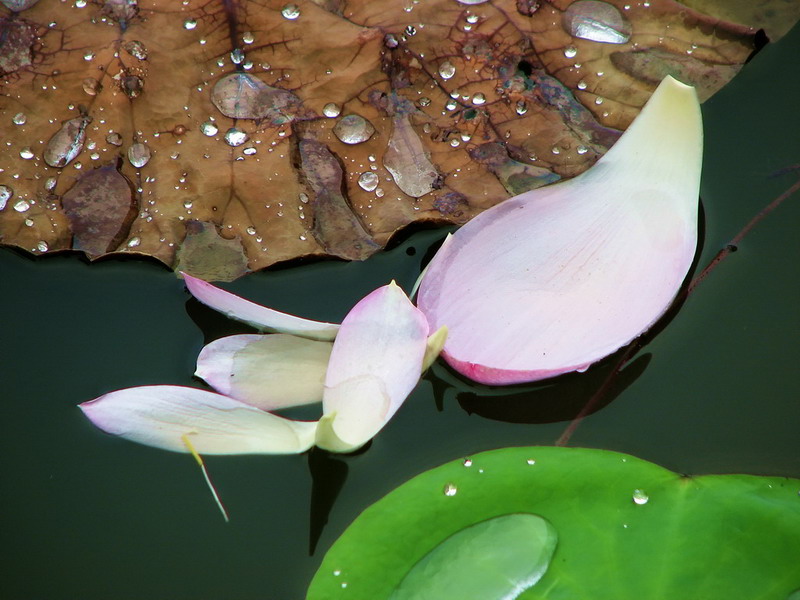 花自飘零。。。。。 摄影 月溪幽兰