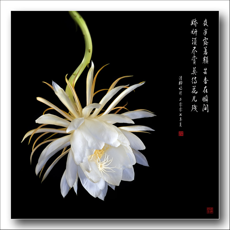 昙花一现 摄影 huazhu