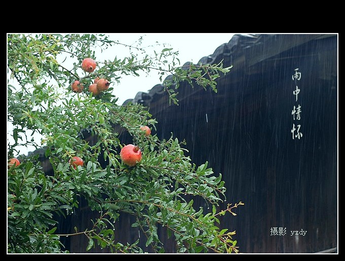 在雨中 摄影 雨做的云