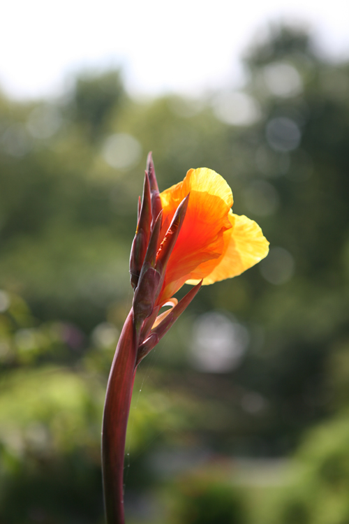 花 摄影 肖万