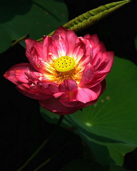 芙蓉披红鲜 摄影 天海朗心