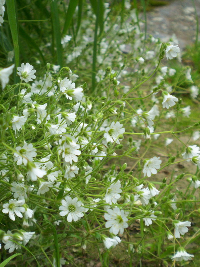 那些花儿 摄影 十二楼的