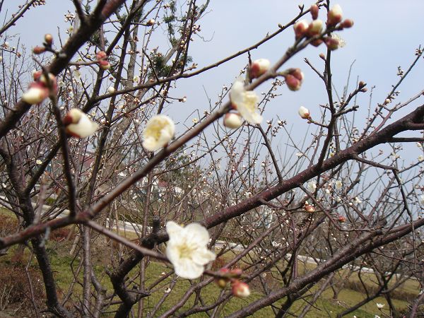 花 摄影 再见千岁