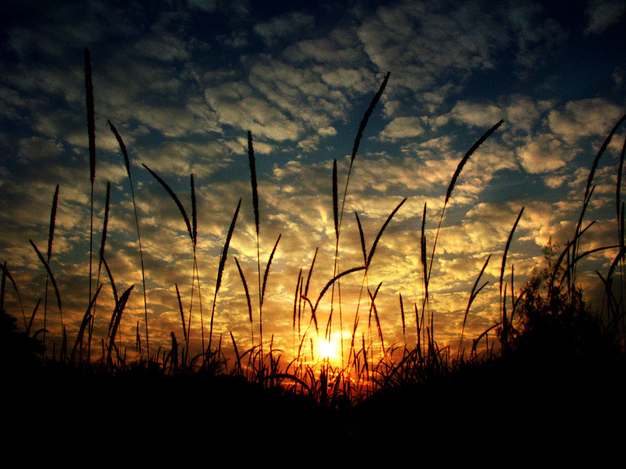 夕陽芳草 摄影 人土土