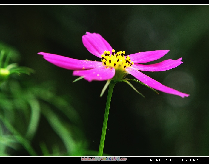 小花 摄影 minghsing