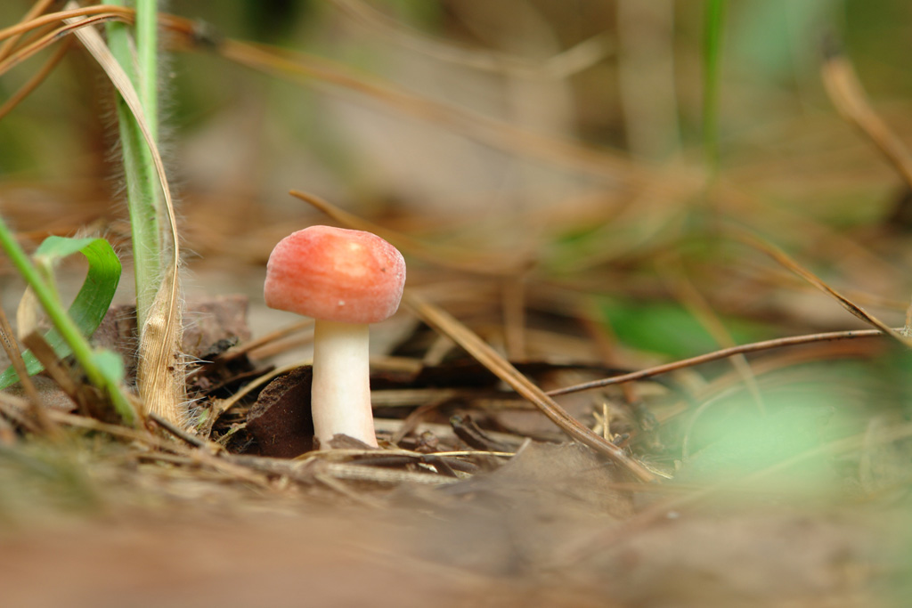 小红磨菇 摄影 小Q