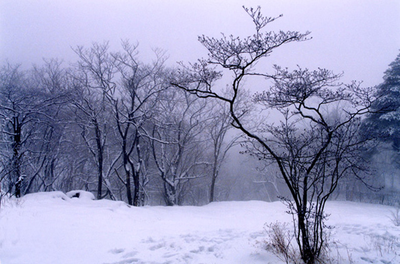 雪情(05年春节黄山) 摄影 松涛一石