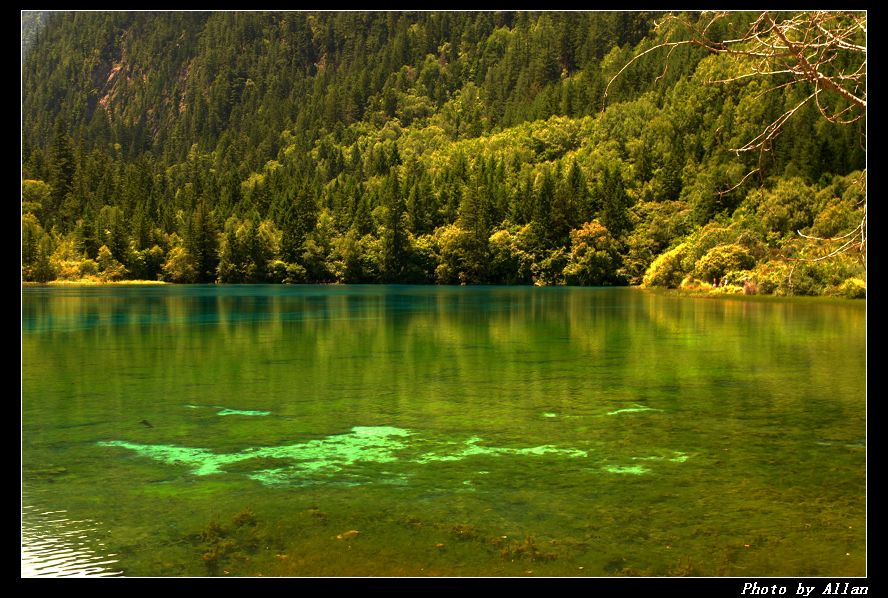 箭竹海 摄影 合静宜真