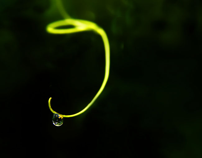 雨后 摄影 心愿