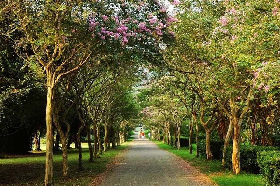 夕阳辉照林荫道 摄影 lingsu