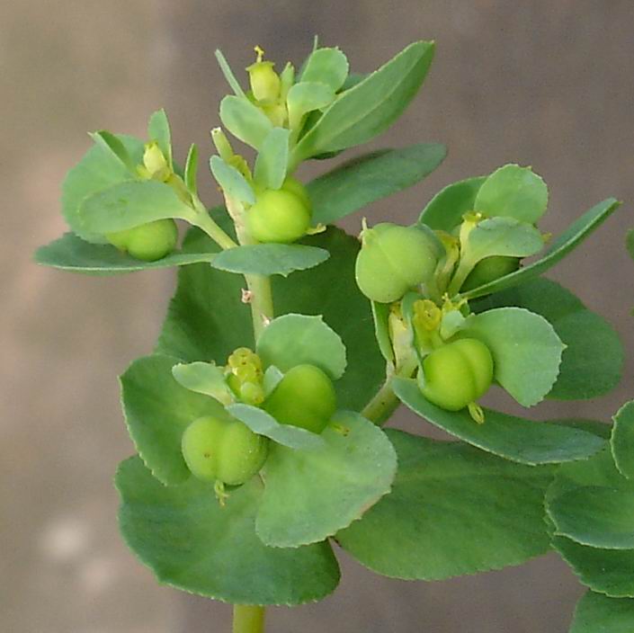 泽漆 摄影 青花瓷