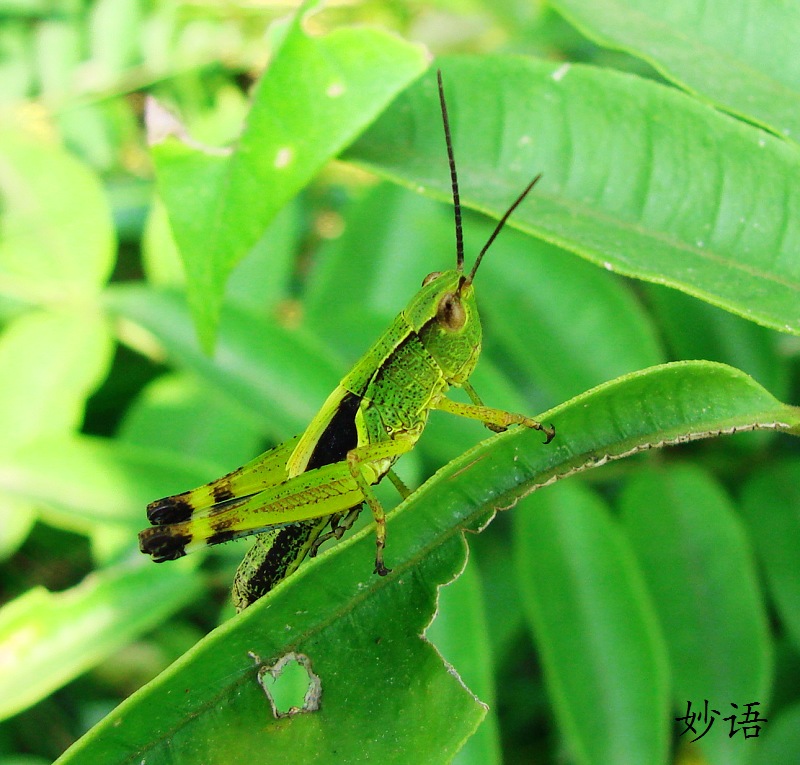 虫子 摄影 妙语