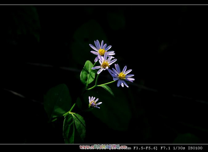 山菊花 摄影 细雨绵绵