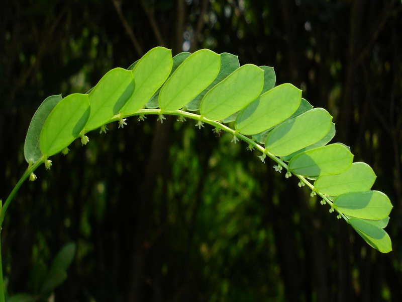 叶下珠 摄影 青花瓷