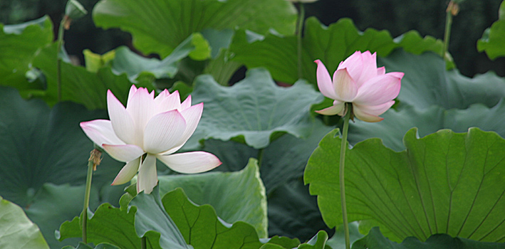 荷花 摄影 苦海阳光