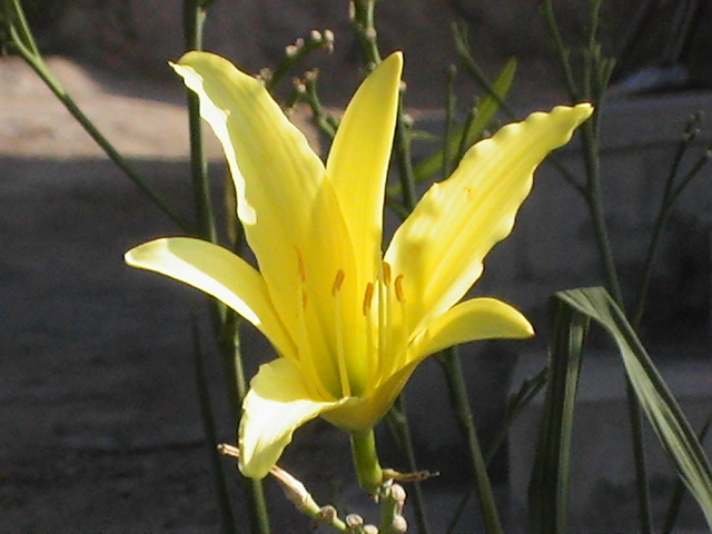 黄花菜 摄影 黄河飞龙