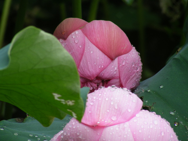 雨后夏荷 摄影 rabbityoung