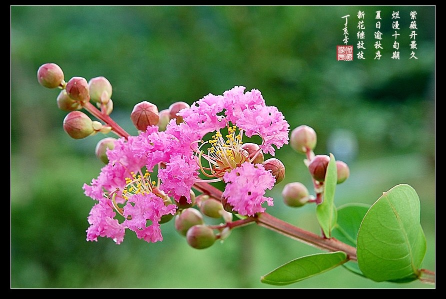 紫薇花开 摄影 港城晨曦