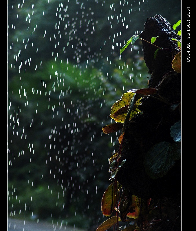 细雨霏霏 摄影 暗房小工