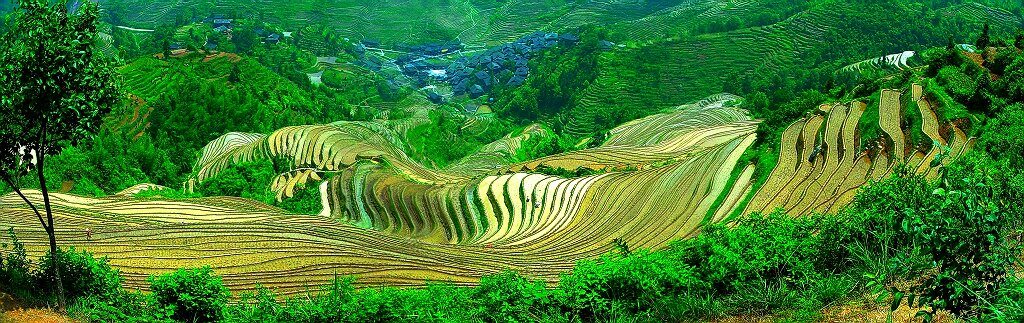 龙胜梯田 摄影 shenjizhang