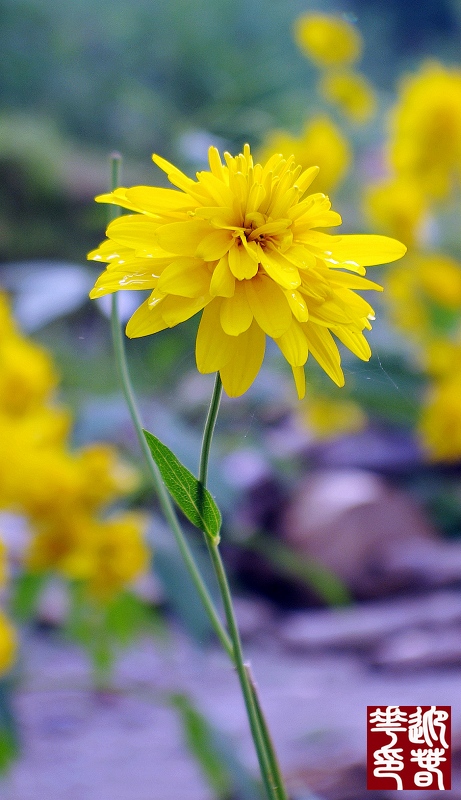 黄花黄 摄影 迎春花