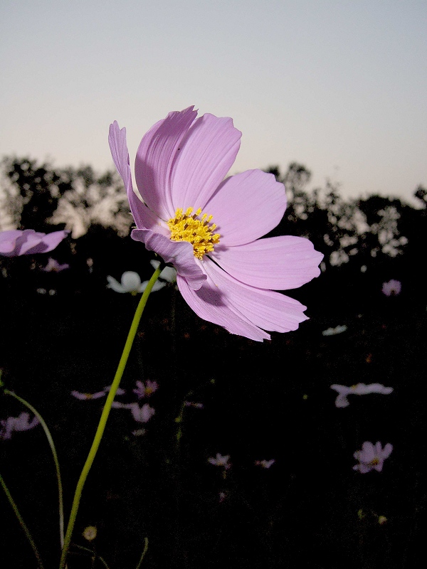 黄昏野花 摄影 xianglu